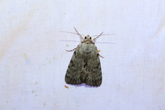 Catocala sordida