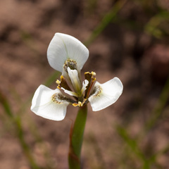Moraea tricuspidata