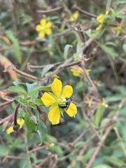 Augochloropsis metallica