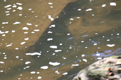 Squalius cephalus