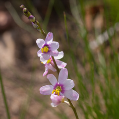 Ixia scillaris scillaris