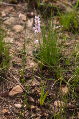 Ixia scillaris scillaris