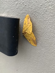 Tagoropsis flavinata