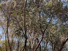 Eucalyptus salubris