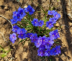 Aristea africana