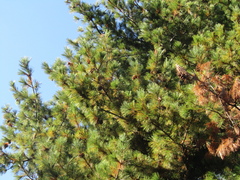 Pinus peuce