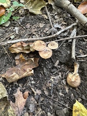 Armillaria ostoyae