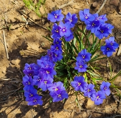 Aristea africana