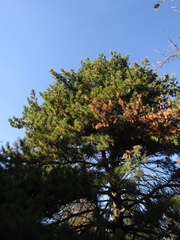 Pinus peuce