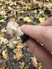 Armillaria ostoyae