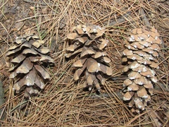 Pinus peuce
