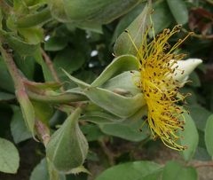 Rosa sempervirens