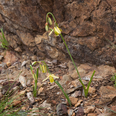 Albuca