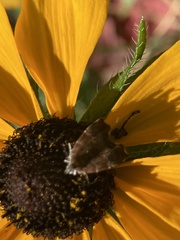 Choreutis nemorana