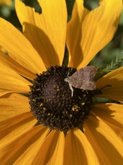 Choreutis nemorana