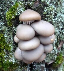 Pleurotus ostreatus