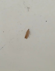 Lepidoptera