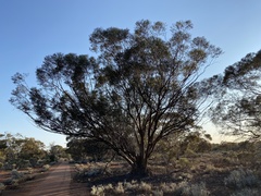 Eucalyptus salubris