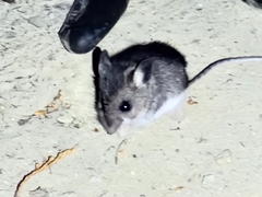 Peromyscus