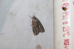 Acronicta lithospila