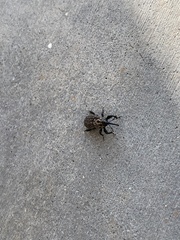 Sphenophorus cariosus