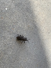 Sphenophorus cariosus