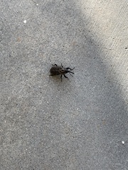 Sphenophorus cariosus