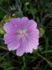 Malva alcea