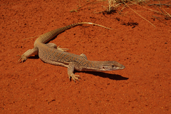 Varanus gouldii
