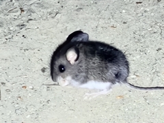 Peromyscus