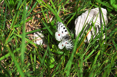 Parnassius apollo