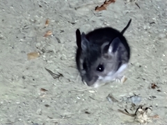 Peromyscus