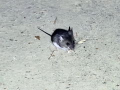 Peromyscus