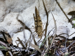 Sphingonotus haitensis