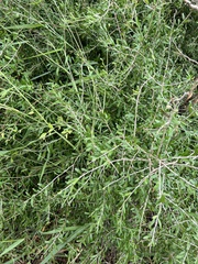 Forestiera angustifolia