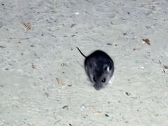 Peromyscus