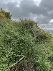 Forestiera angustifolia