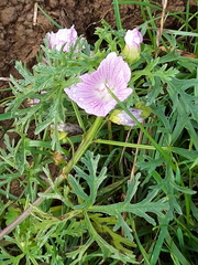Malva alcea