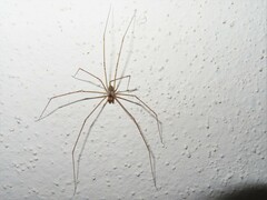Physocyclus globosus