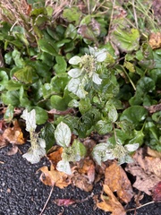 Pycnanthemum incanum