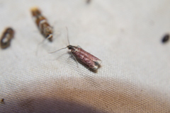 Varneria postremella