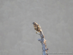 Buteo refectus