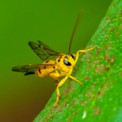 Xanthopimpla