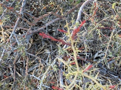 Acacia erinacea