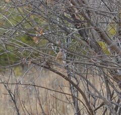Emberiza cioides