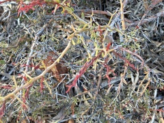 Acacia erinacea