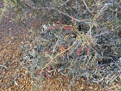 Acacia erinacea