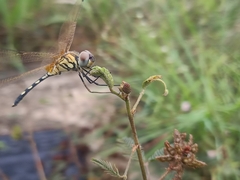 Trithemis pallidinervis