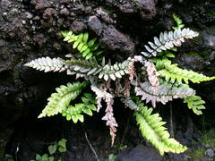 Asplenium marinum