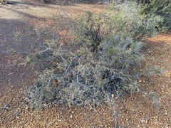 Acacia erinacea